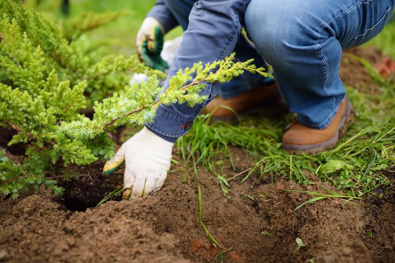 Dogwood Tree Planting in Honolulu, HI