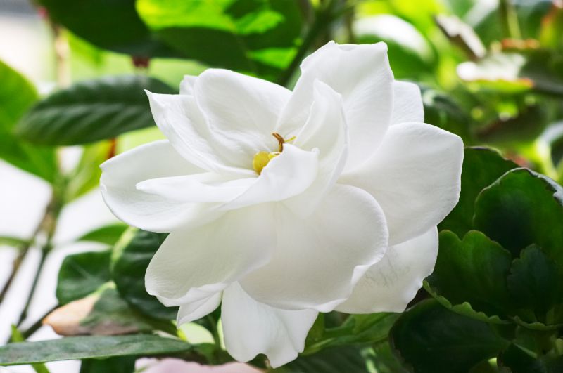 Gardenia Planting detail