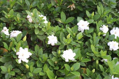 Improve Curb Appeal!